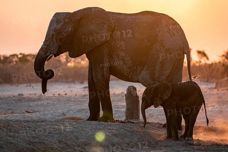 African elephant (Loxodonta africana) with young, sunset, Savuti, Chobe National Park, Botswana