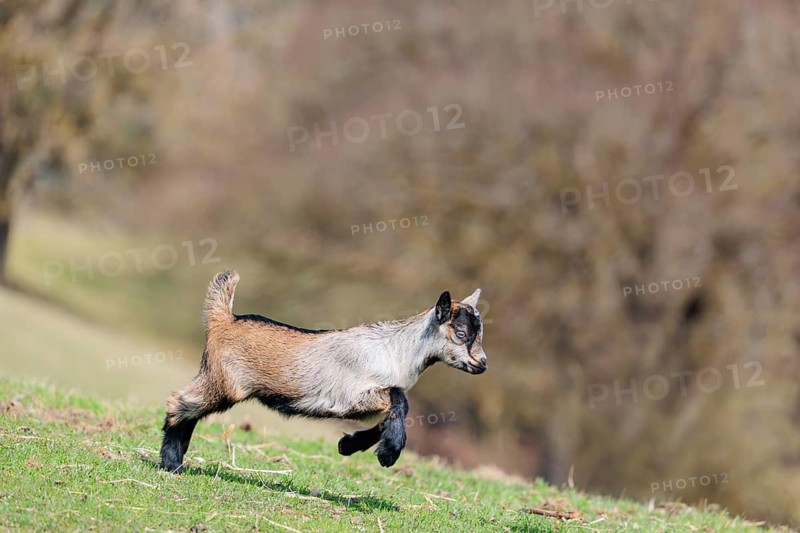 A young pygmy goat (Capra hircus) runs across a green meadow on a sunny day. Austria
