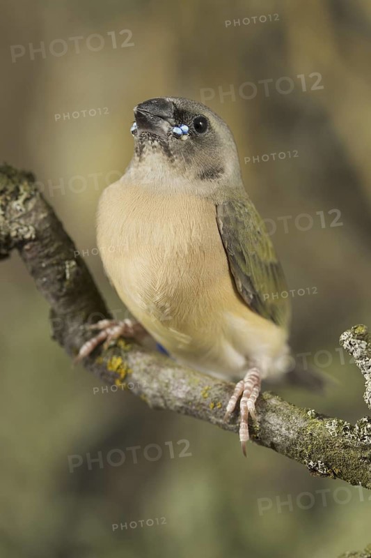 Gouldian Finch (Erythrura gouldiae) juvenile
