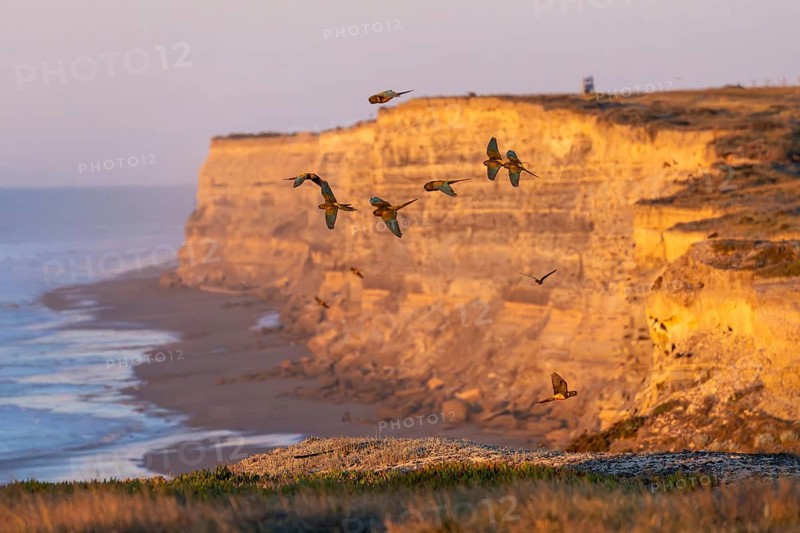 Rock parakeets (Cyanoliseus patagonus), flock in flight along a cliff in the morning light, Atlantic coast near El Cóndor, Río Negro province, Argentina