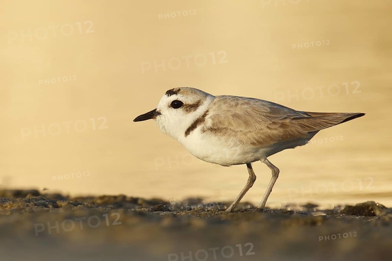 Snowy Plover (Charadrius nivosus), Florida, USA