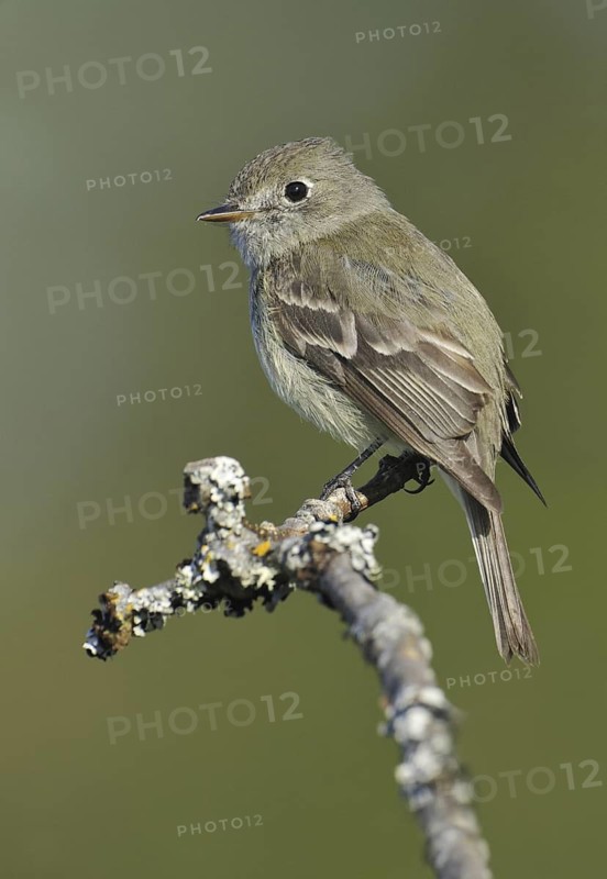 Hammond's Flycatcher (Empidonax hammondii), British Columbia, Canada