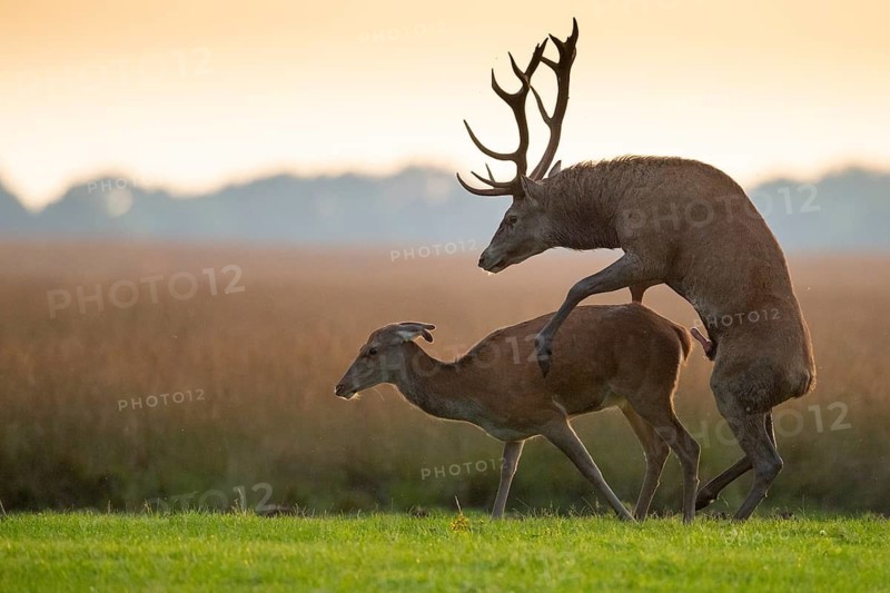 Red deer (Cervus elaphus) mating, Hoenderloo, Gelderland, Netherlands