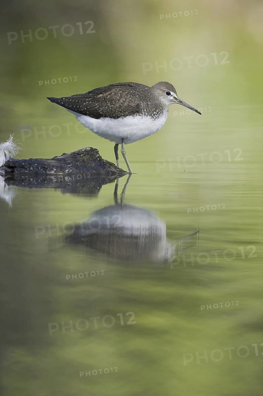 Green Sandpiper (Tringa ochropus), Saxony, Germany