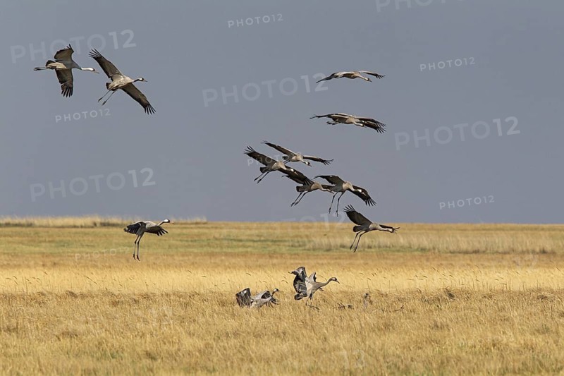 Common Crane (Grus grus grus) group flying, Dornod Aimag, Mongolia