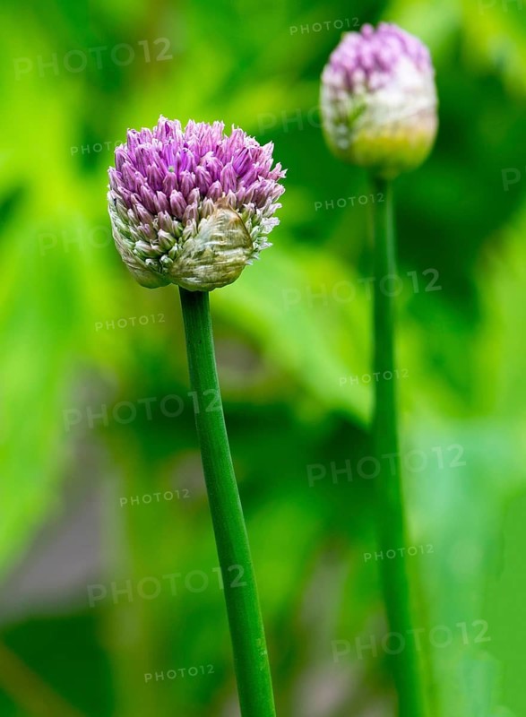 Ornamental leek (Allium sp.), inflorescence, North Rhine-Westphalia, Germany