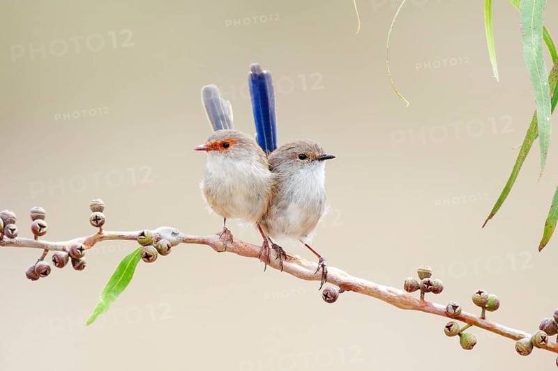 Superb Fairywren (Malurus cyaneus) pair perched on a branch, Victoria, Australia