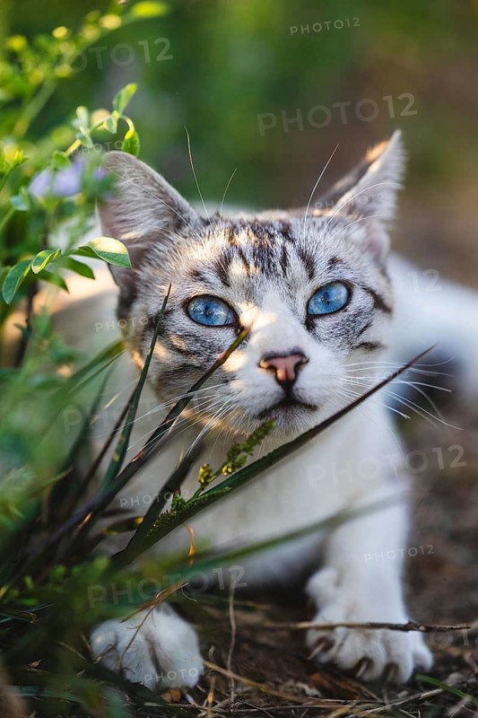 A close-up of a cat with striking blue eyes peering through green foliage. The sunlight casts playful shadows, highlighting the cat's intense gaze