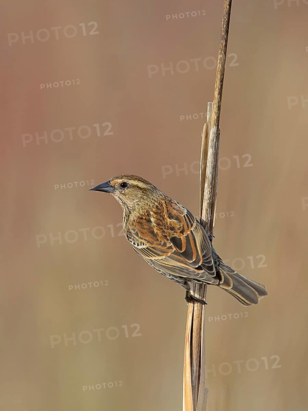 Red-winged Blackbird (Agelaius phoeniceus) female, Washington, USA
