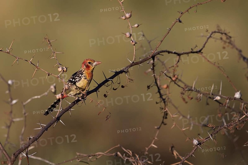 Red-and-yellow Barbet (Trachyphonus erythrocephalus) female perched on a branch, Oromia, Ethiopia