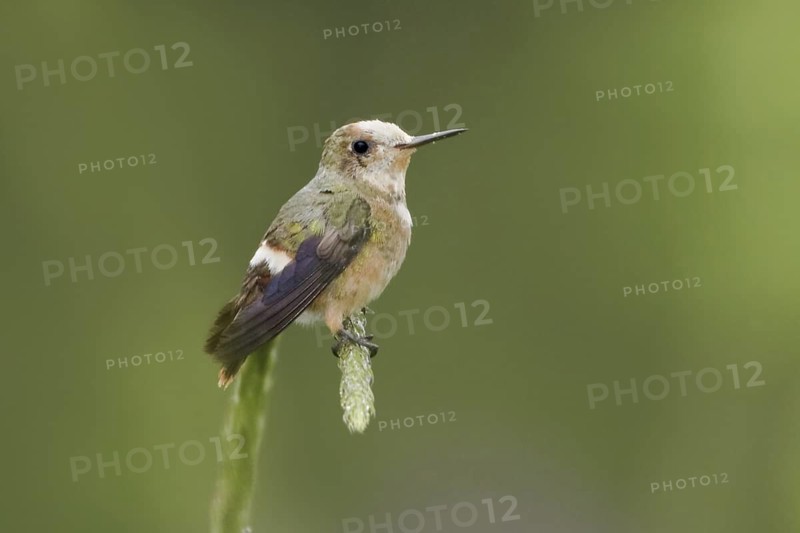 Spangled Coquette (Lophornis stictolophus), Ecuador
