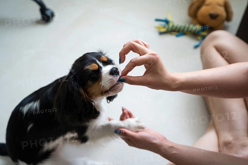 A young woman is training her Cavalier King Charles Spaniel in a cozy home setting. The dog focuses attentively as she uses positive reinforcement techniques to guide him