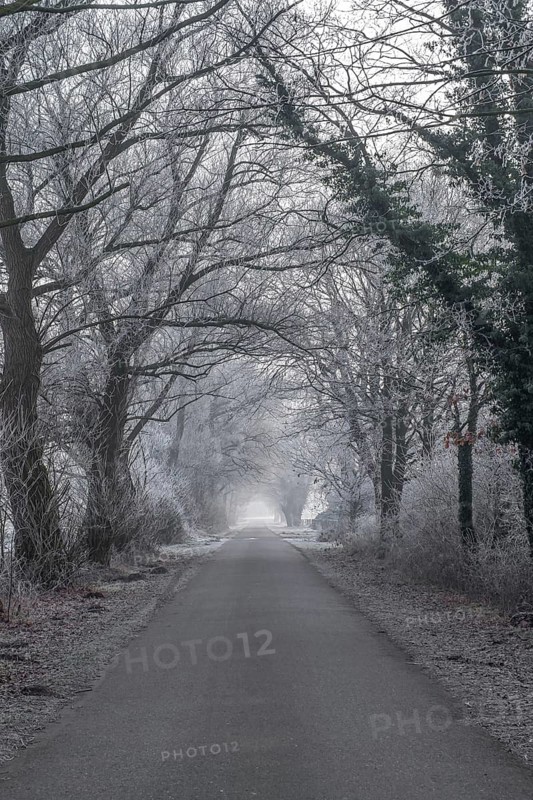 A foggy alley with bare trees and a road that disappears into the distance. There is a cold, quiet winter atmosphere, Münsterland, North Rhine-Westphalia, Germany