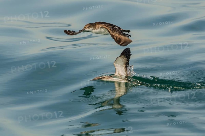 Yelkouan Shearwater (Puffinus yelkouan) flying, Tuscany, Italy