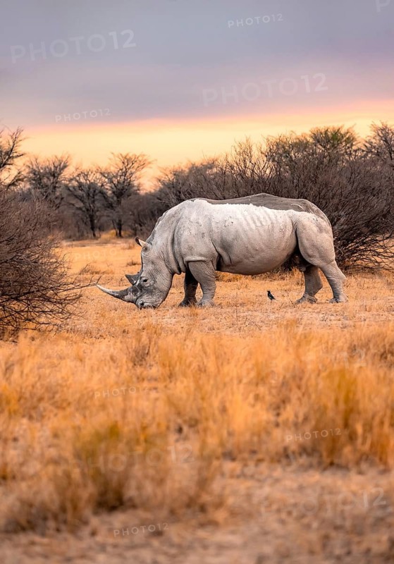 Southern white rhinoceros (Ceratotherium simum simum), rhino at sunset, Khama Rhino Sanctuary, Serowe, Botswana