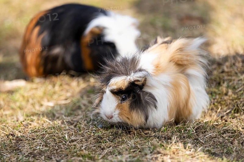 Domestic guinea pig (Cavia porcellus) on a meadow, Bavaria, Germany