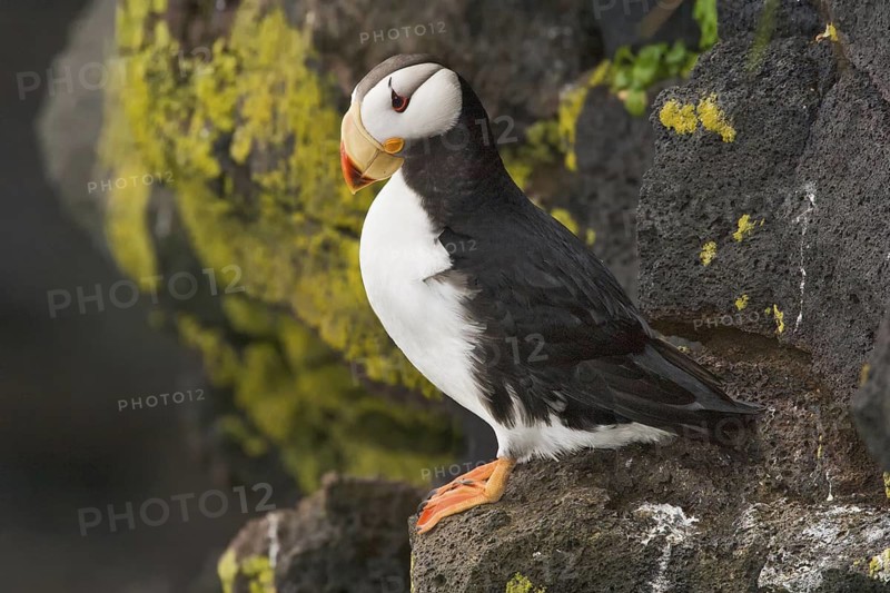 Horned Puffin (Fratercula corniculata), Alaska, USA