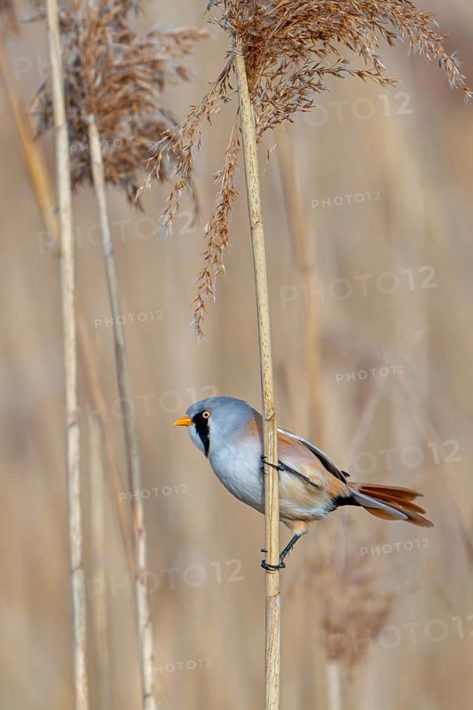 Bearded reedling, bearded tit (Panurus biarmicus) adult male perched on reed stem while foraging among seed heads in reedbed at wetland in spring
