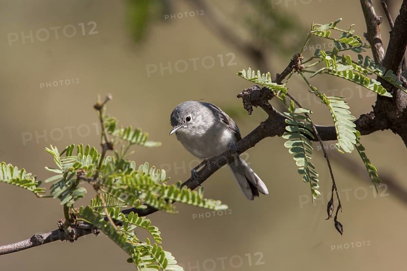 Black-capped Gnatcatcher Polioptila nigriceps Montosa Canyon, Santa Rita Mountains, Arizona, USA 2 September Adult Polioptilidae