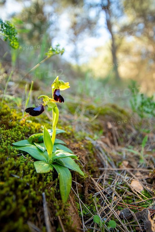 A vibrant wild orchid blooms amid lush greenery on a forest floor. Sunlight filters through trees, casting a soft light that highlights the delicate petals and verdant leaves