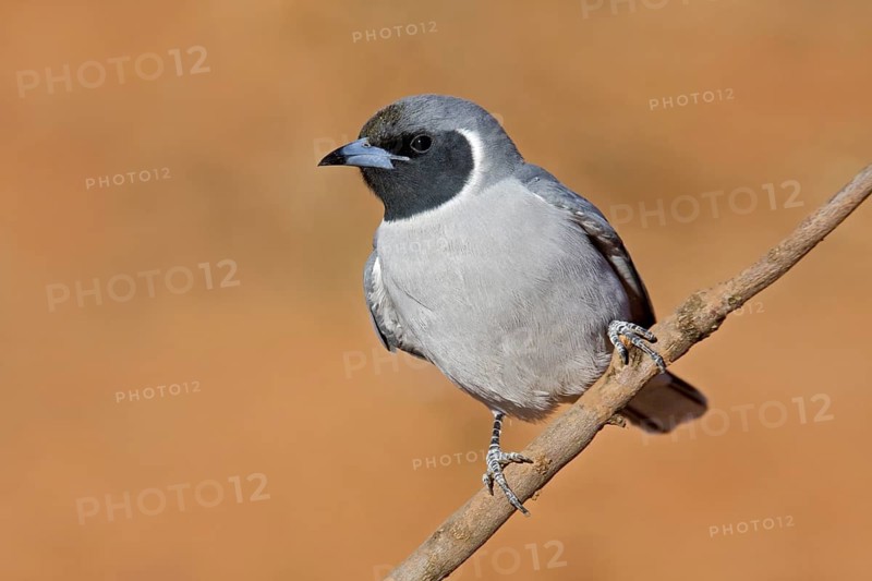 Masked Woodswallow (Artamus personatus), Western Australia, Australia