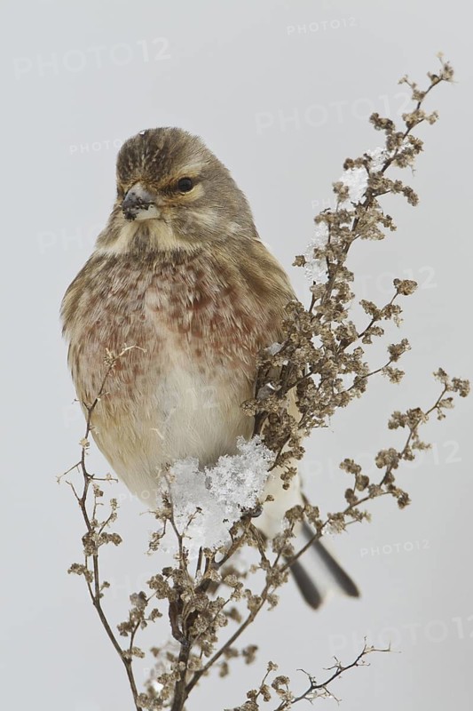 Common Linnet (Linaria cannabina) male, Rhineland-Palatinate, Germany