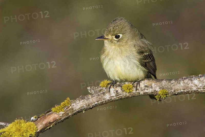 Pacific-slope Flycatcher (Empidonax difficilis), British Columbia, Canada