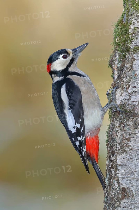Great spotted woodpecker (Dendrocopos major), male, sitting on the trunk of a birch tree, Rothaargebirge, North Rhine-Westphalia, Germany