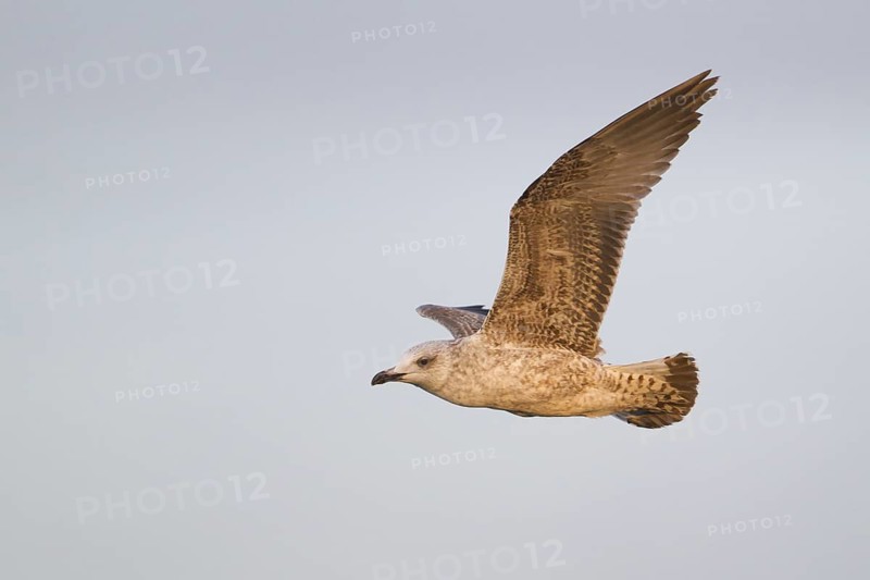 Yellow-legged Gull (Larus michahellis) flying, Schleswig-Holstein, Germany