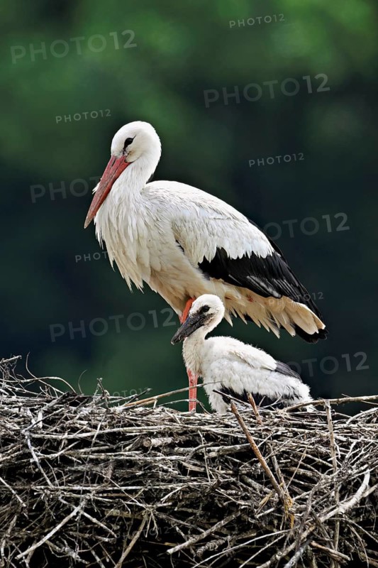 White stork (Ciconia ciconia), adult with chicks standing on eyrie, Canton Aargau, Switzerland