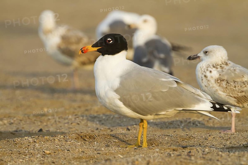 Pallas's Gull (Ichthyaetus ichthyaetus), Oman