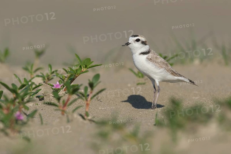 Snowy Plover (Charadrius nivosus), Texas, USA