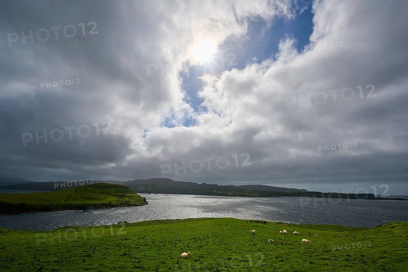 Green fields with sheep under clouds and sunshine, a calm sea in the background, Isle of Skye, Scotland, United Kingdom, Great Britain