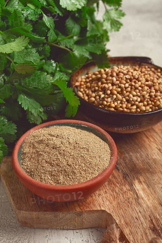 A bunch of fresh cilantro, coriander seeds and powder bowls, close-up, top view, no people, food and drinks
