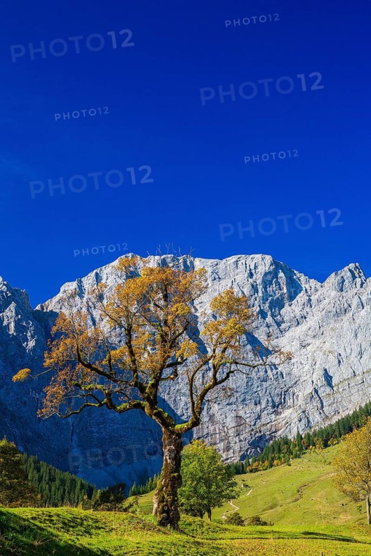 Nature conservancy area Grosser Ahornboden. Sycamore maple trees, Acer pseudoplatanus, in autumn. Karwendel mountains in the back with blue sky