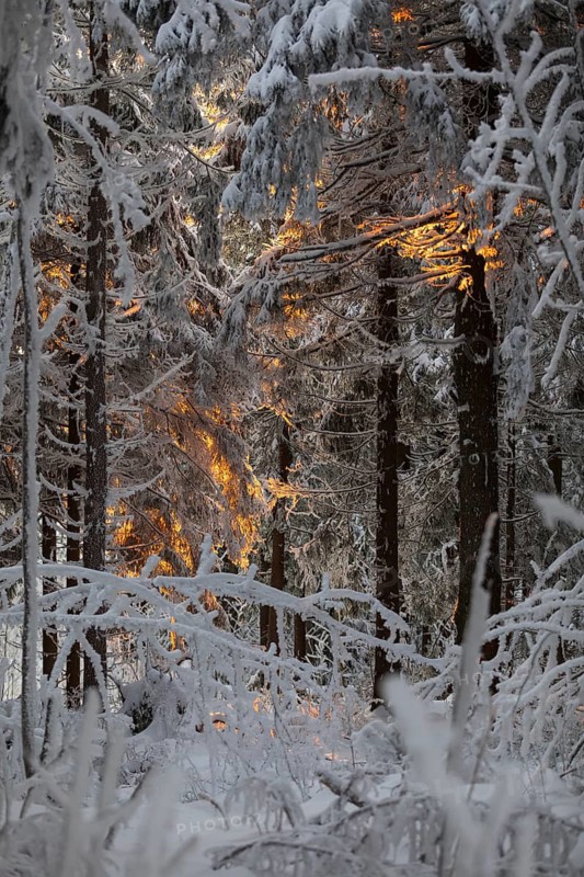 The warm light of the last rays of the sun at sunset falls through the snow-covered trees decorated with hoarfrost on the Auersberg, Erzgebirge, Eibenstock, Saxony, Germany
