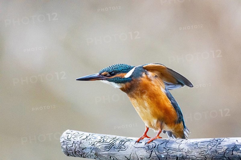 Kingfisher (Alcedo atthis) Germany