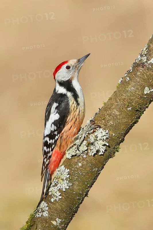 Middle Spotted Woodpecker (Dendrocopos medius), sitting on a thin branch, Wildlife, Animals, Birds, Woodpeckers, Siegerland, North Rhine-Westphalia, Germany
