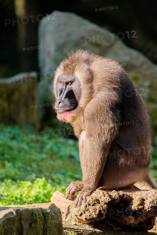 An adult male drill (Mandrillus leucophaeus) sits on a rock on the forest floor and enjoys the sunshine