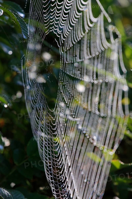 Spider's web with morning dew, September, Germany