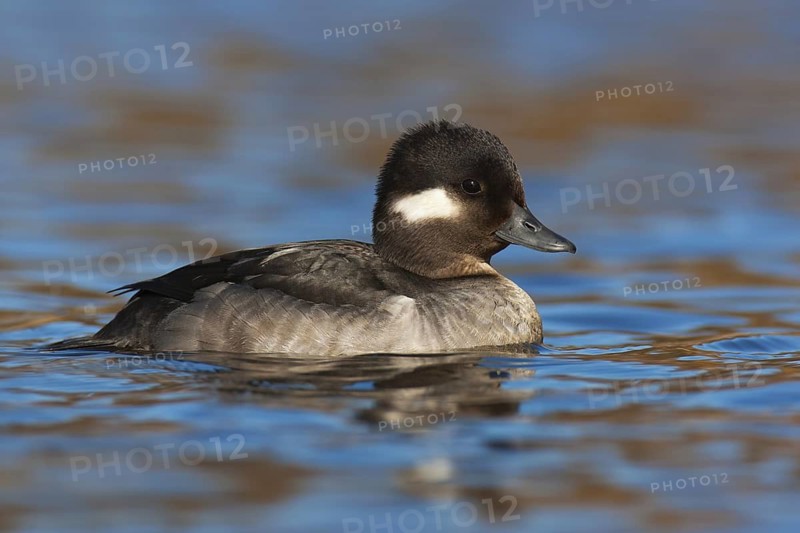 Bufflehead (Bucephala albeola) female, British Columbia, Canada