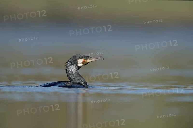 Great Cormorant (Phalacrocorax carbo), North Rhine-Westphalia, Germany