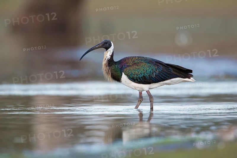 Straw-necked Ibis (Threskiornis spinicollis), Queensland, Australia