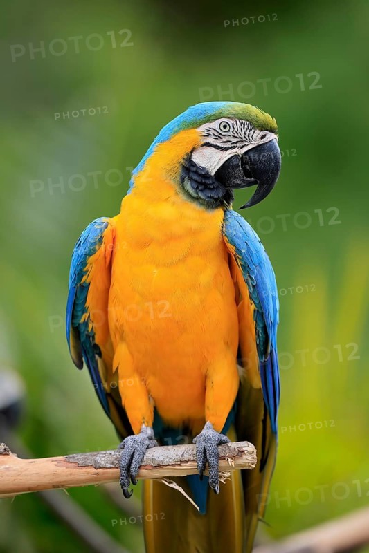 Yellow-breasted Macaw (Ara ararauna), adult, on wait, South America