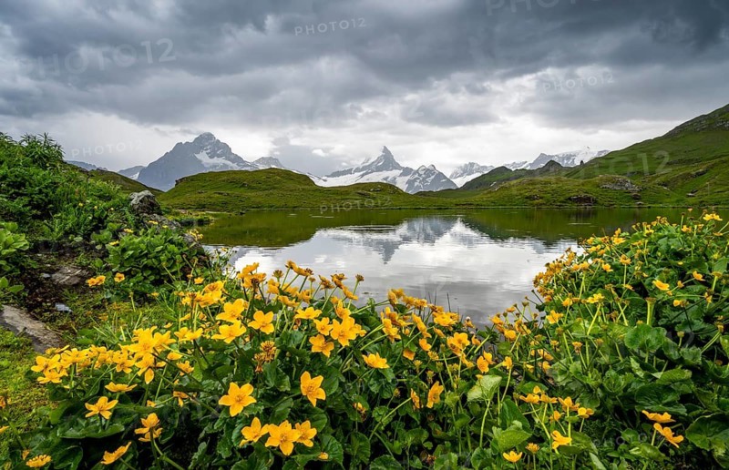 Mittelhorn and Schreckhorn peaks with Upper Grindelwald glacier are reflected in the Bachalpsee mountain lake, yellow flowers on the shore, dramatic cloudy sky, Bernese Alps, Bernese Oberland, Switzerland