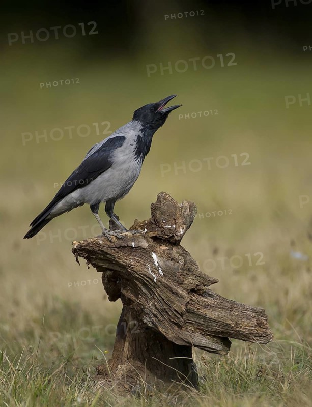 Hooded Crow (Corvus cornix) calling, Poland