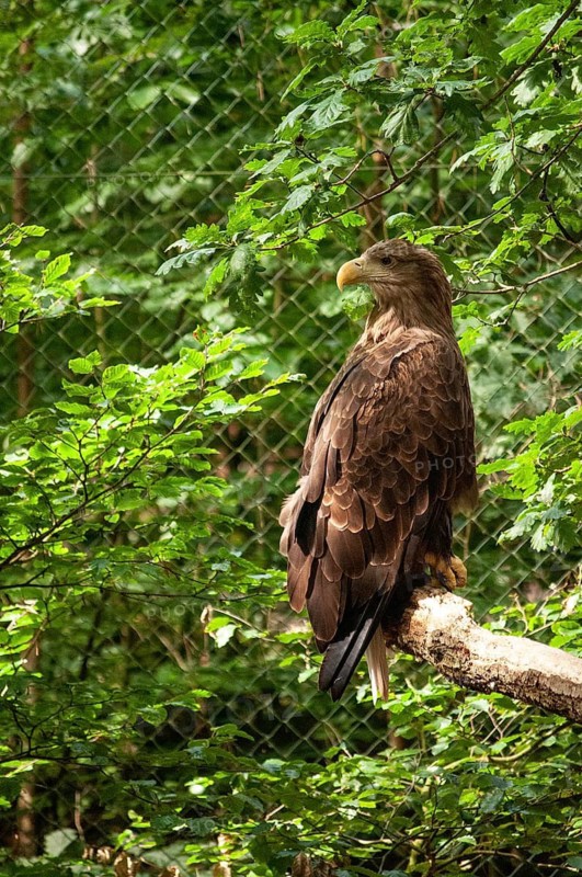 Sea eagle (Haliaeetus albicilla) captured in the animal park in Miedzyzdroje, Western Pomerania, Poland, East Europe