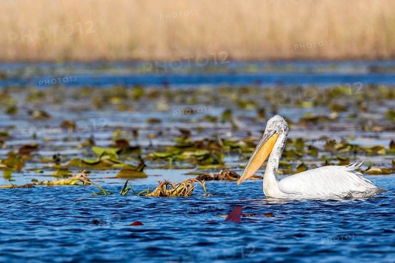 Dalmatian Pelican (Pelecanus crispus), Romania