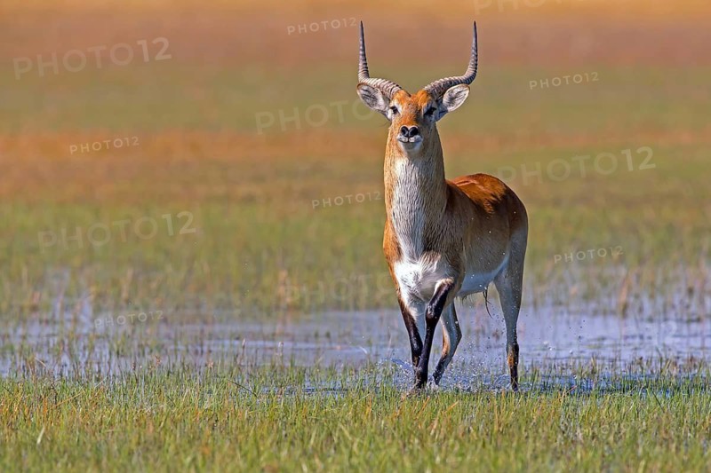 Red hartebeest, Africa, Botswana, (Kobus leche), Okovango Delta