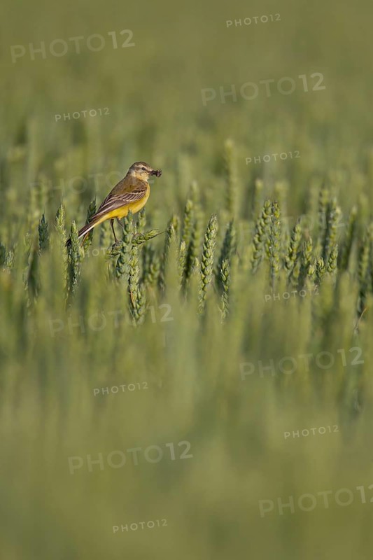 Yellow wagtail (Motacilla flava) adult bird in a wheat crop with insects for food in its beak in summer, Suffolk, England, United Kingdom